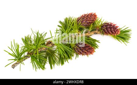 Larch branch with cones isolated on white Stock Photo