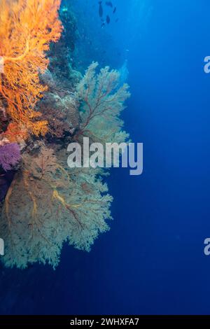 Healthy coral reef with giant gorgonian sea fan in clear blue tropical water Stock Photo