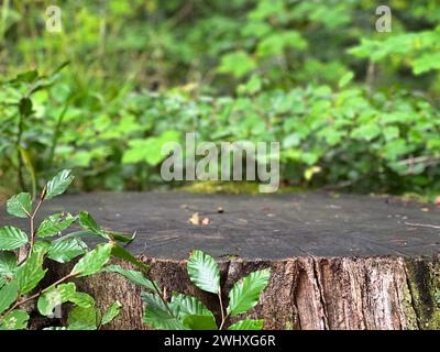 Empty wood table podium outdoor in the forest with blurry green leaves in background. Space for product presentation Stock Photo