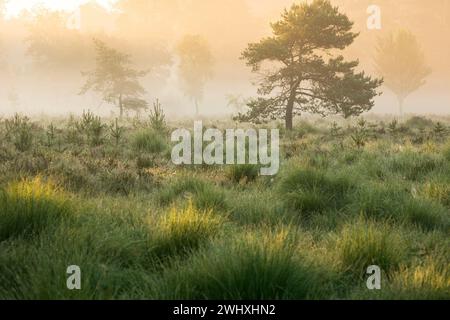 Summer sunrise on foggy swamp Stock Photo