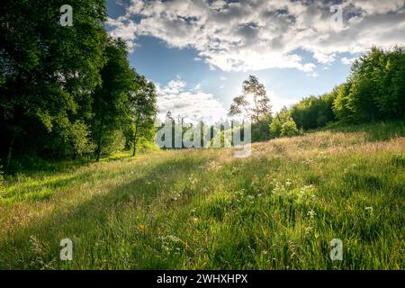 Sunshine over forest meadow in summer Stock Photo