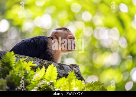 Colombian white-faced capuchin (Cebus capucinus), Manuel Antonio National Park, Costa Rica Stock Photo