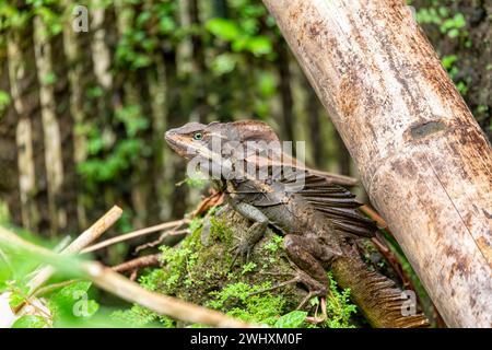 The common basilisk, Basiliscus basiliscus. Manuel Antonio National Park, Costa Rica wildlife Stock Photo