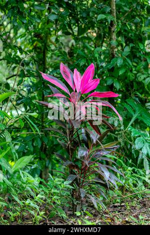 Cordyline fruticosa plant. Quepos, Manuel Antonio National Park wilderness. Stock Photo
