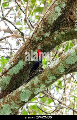 Pale-billed woodpecker, Campephilus guatemalensis, species of woodpecker bird family Picidae. Carara National Park - Tarcoles, C Stock Photo