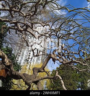 Urban greening through tree growth Stock Photo