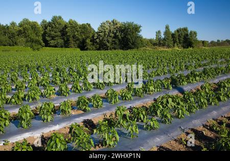 Green Bell Pepper - Capsicum annuum plants protected with grey plastic sheeting in field in summer. Stock Photo