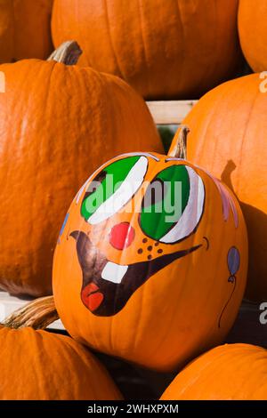 Rows of orange Cucurbita - Pumpkins on wooden shelves with one painted for Halloween at outdoor market. Stock Photo