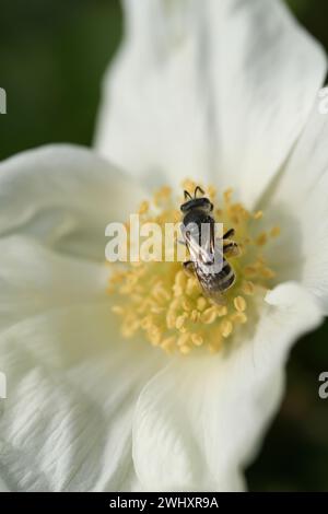 Bee on White Bramble Flower Stock Photo