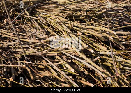 Pile of cut and stacked tree branches in spring. Stock Photo