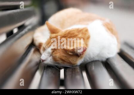 Red stray cat on bench, Old Town Kotor, Montenegro Stock Photo