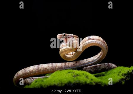 Dog-toothed Cat Snake in attack position Stock Photo