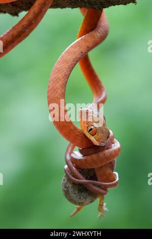 Red boiga snake catch a prey Stock Photo