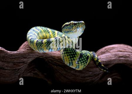 Temple pit viper in a tree branch Stock Photo - Alamy