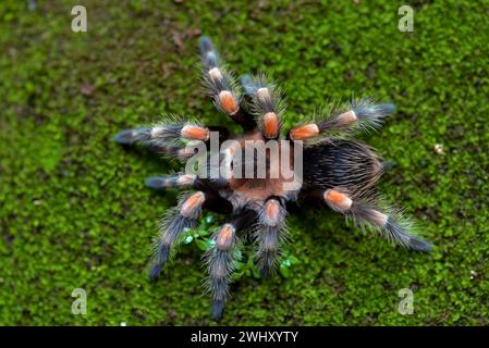 Mexican red knee tarantula view from the top Stock Photo