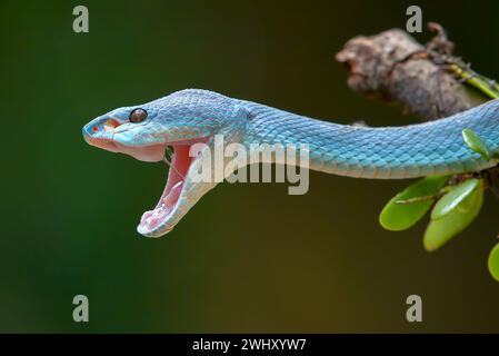 The white-lipped island pit viper on tree branch Stock Photo