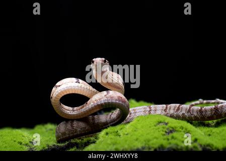 Dog-toothed Cat Snake in attack position Stock Photo