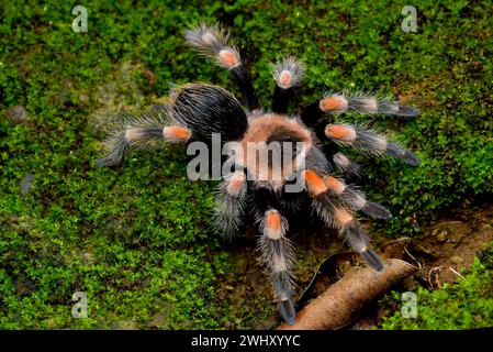 Mexican red knee tarantula view from the top Stock Photo