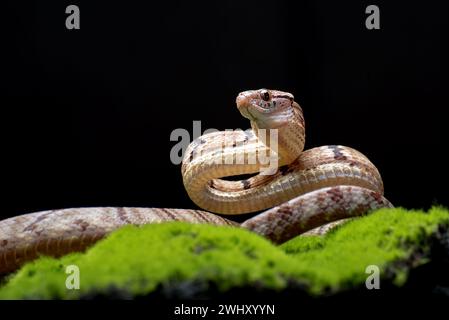 Dog-toothed Cat Snake in attack position Stock Photo