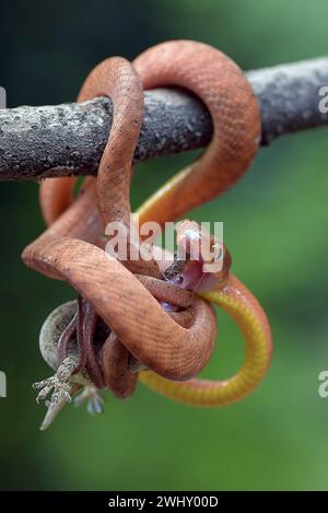 Red boiga snake catch a prey Stock Photo