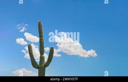 Green saguaro cactus with a blue sky and clouds in Arizona Stock Photo