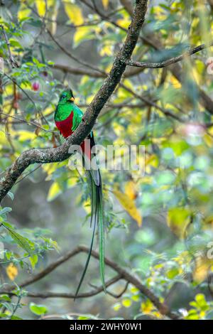 Resplendent quetzal, Pharomachrus mocinno, San Gerardo de Dota, Wildlife and bird watching in Costa Rica. Stock Photo