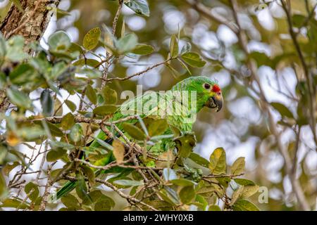 Red-lored amazon or red-lored parrot, Curubande, Costa Rica Stock Photo