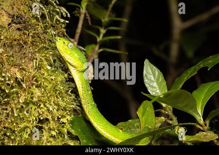Bothriechis lateralis, Green green snake, Santa Elena, Costa Rica wildlife Stock Photo
