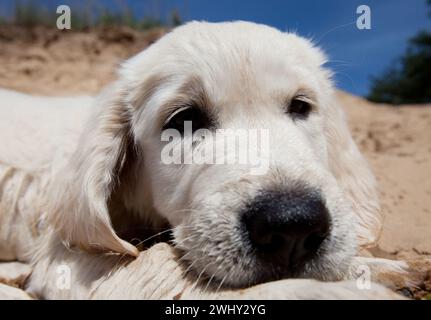 Retriever Stock Photo