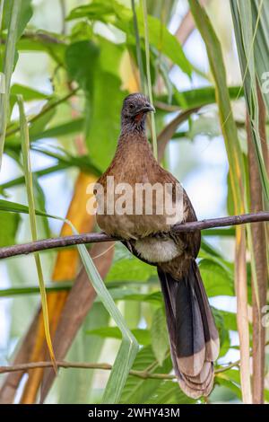 Bird Grey-headed chachalaca (Ortalis cinereiceps). La Fortuna, Volcano Arenal, Costa Rica Wildlife Stock Photo
