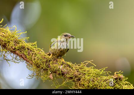 Bird Shining honeycreeper female, Cyanerpes lucidus. La Fortuna, Volcano Arenal, Costa Rica Wildlife Stock Photo