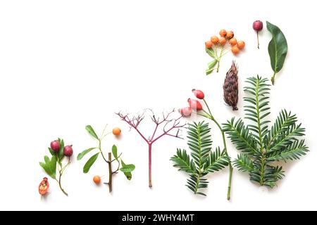 Decorative flat lay from nature with evergreen branches, leaves and fruits, greeting card concept for seasonal holidays like Tha Stock Photo