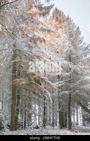 Snowy day in larch forest Stock Photo