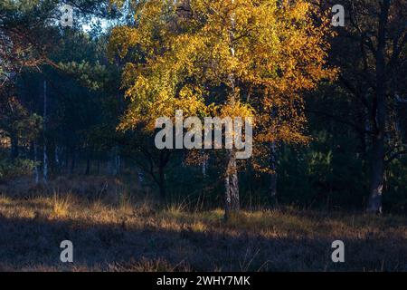Orange autumn birch tree in sunlight Stock Photo