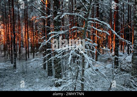 Red sun rays in winter forest Stock Photo