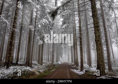 Walk in foggy winter forest Stock Photo