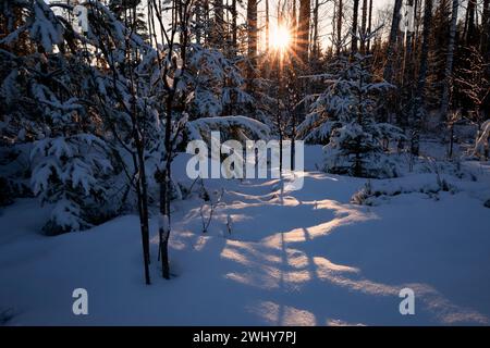Evening sunshine in winter snow forest Stock Photo
