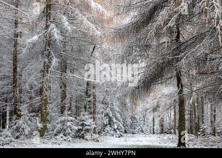 Larch trees in snowy autumn day Stock Photo