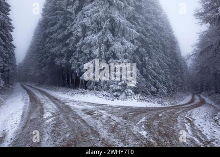 Ground frozen road in winter forest Stock Photo