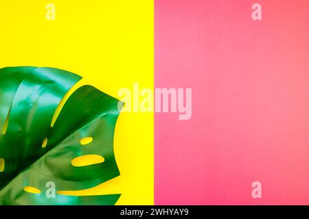 Tropical jungle monstera leaf on bright background Stock Photo