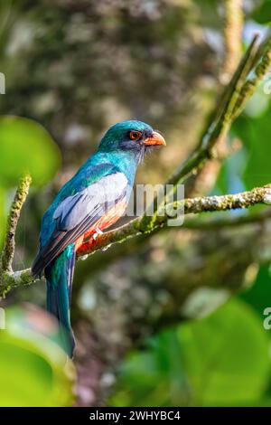 Slaty-tailed trogon, Trogon massena, passerine bird in Tortuguero, Wildlife and birdwatching in Costa Rica. Stock Photo