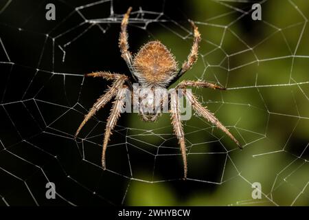 Eriophora ravilla, the tropical orb weaver spider, Tortuguero, Costa Rica wildlife. Stock Photo