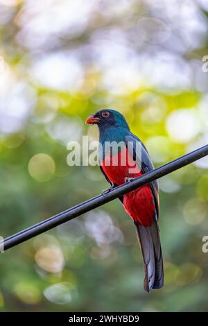 Slaty-tailed trogon, Trogon massena, passerine bird in Tortuguero, Wildlife and birdwatching in Costa Rica. Stock Photo