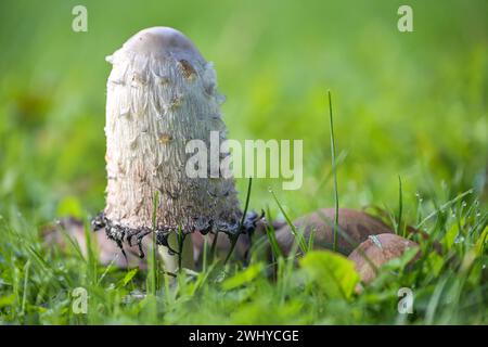 Shaggy ink cap mushroom (Coprinus comatus) growing in a green lawn, the gills beneath the white cap start to turn black and deli Stock Photo