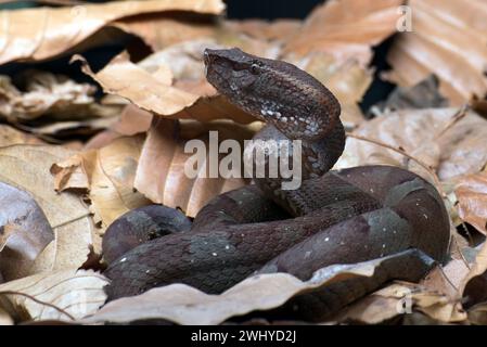 Flat nose pit viper hiding inside a leaves Stock Photo