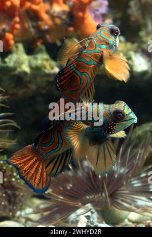 Mandarin fishes fight for territory Stock Photo