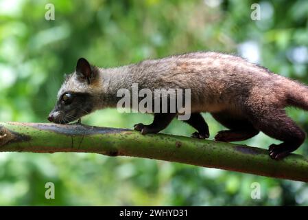 Close up photo of Asian palm civet Stock Photo - Alamy
