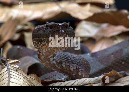 Flat nose pit viper hiding inside a leaves Stock Photo