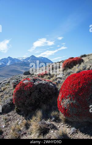 Fiery bush, Red bush in Patagonia, Argentina. Native neneo Anarthrophyllum desideratum. Stock Photo