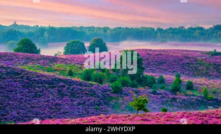Posbank national park Veluwezoom, blooming Heather fields during Sunrise in the Netherlands Stock Photo
